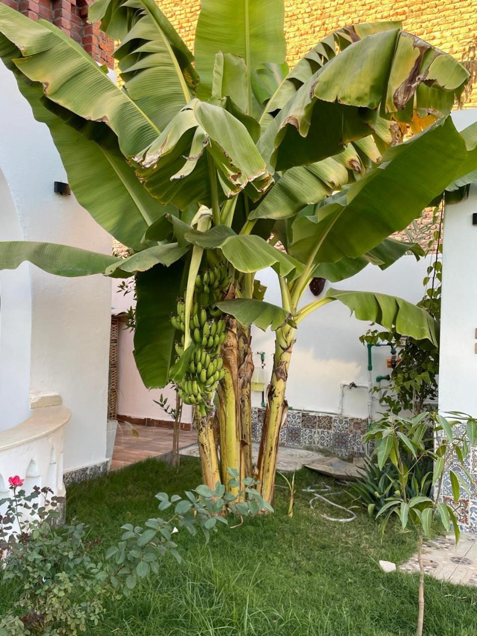 Villa Kemet Jazirat al Awwamiyah Екстериор снимка